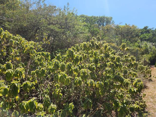 Land for sale in Bushmans River Mouth, Eastern Cape
