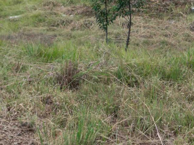 Land for sale in Pullens Hope, Mpumalanga