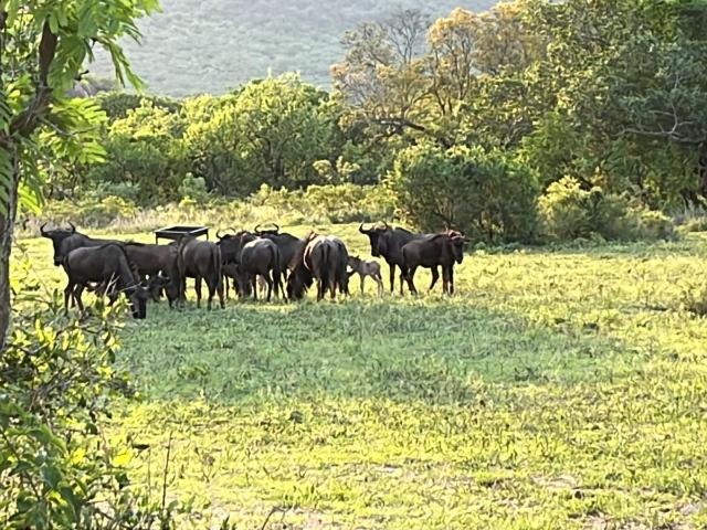 Land for sale in Ehlanzeni, Mpumalanga