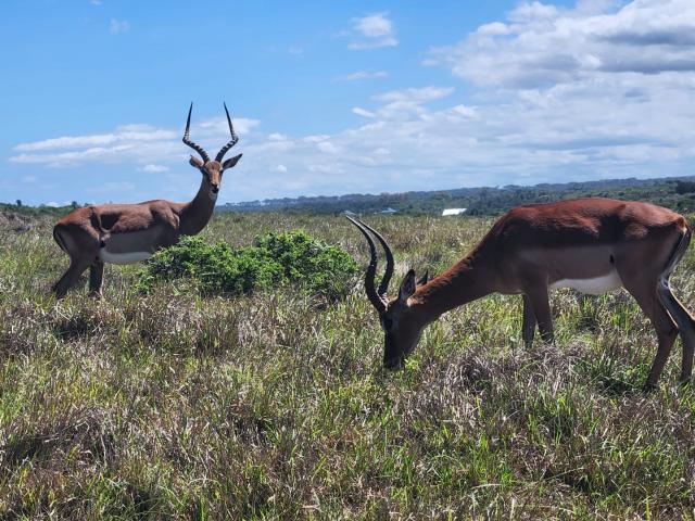 Land for sale in Bushmans River Mouth, Eastern Cape