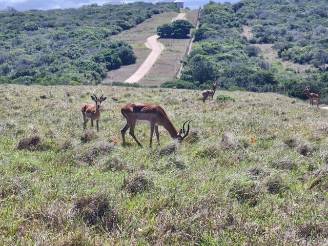 Land for sale in Bushmans River Mouth, Eastern Cape
