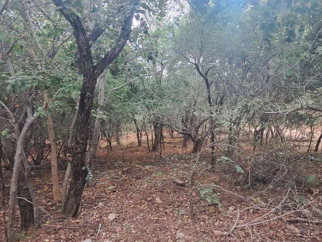 Land for sale in Limpopo