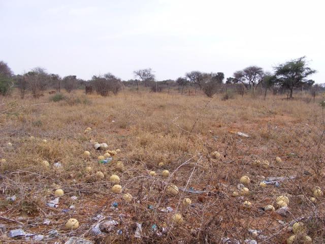Land for sale in Limpopo