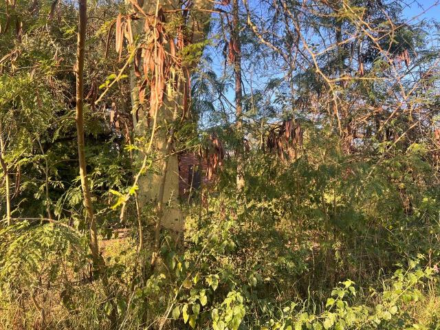 Land for rent in Vhembe, Limpopo