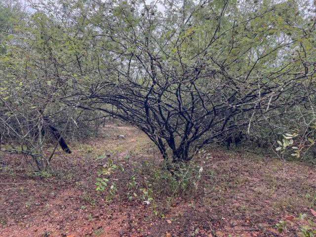 Land for sale in Ehlanzeni, Mpumalanga
