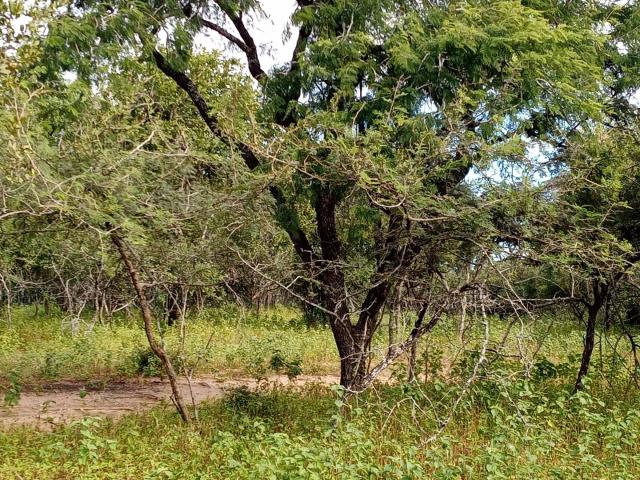 Land for sale in Ehlanzeni, Mpumalanga