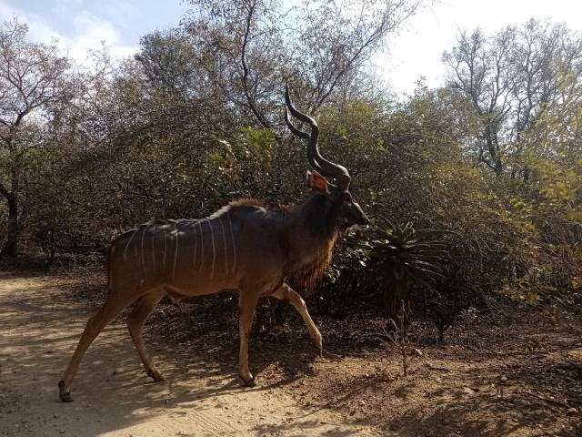 Land for sale in Ehlanzeni, Mpumalanga