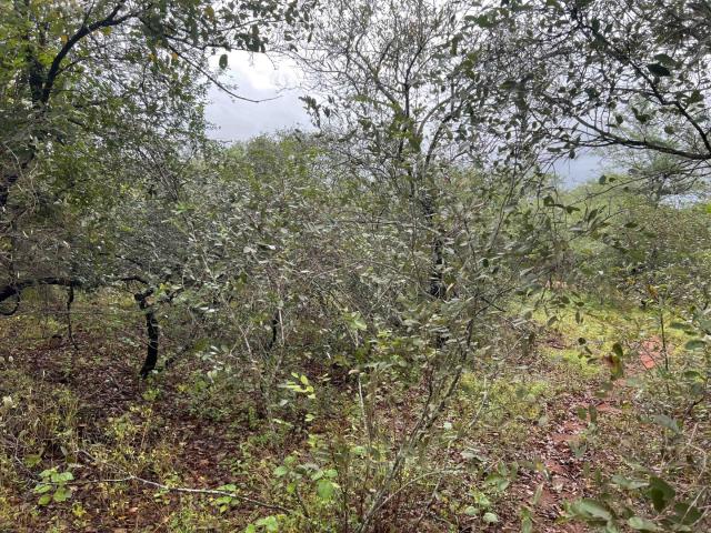 Land for sale in Ehlanzeni, Mpumalanga