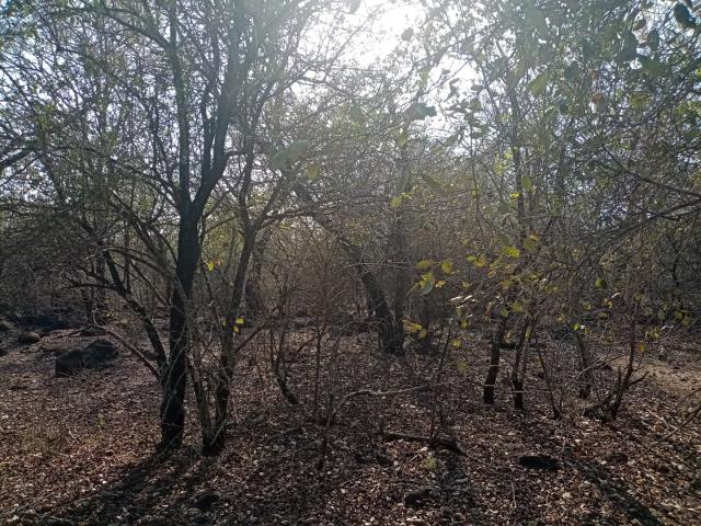 Land for sale in Ehlanzeni, Mpumalanga