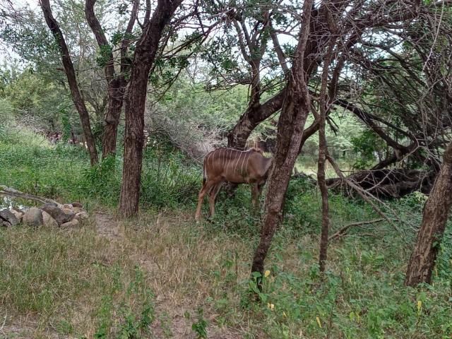 Land for sale in Ehlanzeni, Mpumalanga