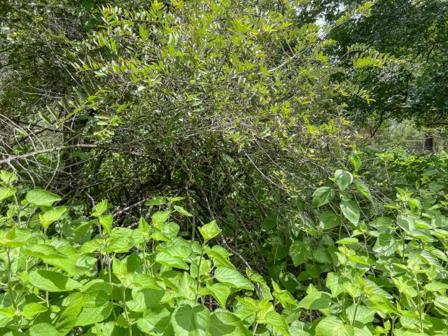 Land for sale in Ehlanzeni, Mpumalanga