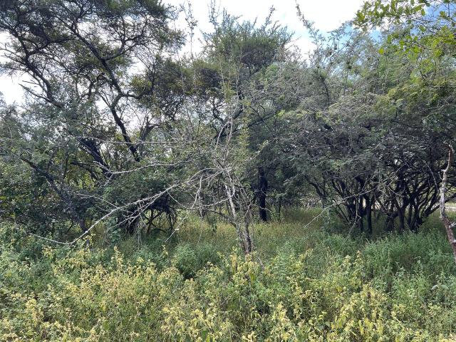 Land for sale in Ehlanzeni, Mpumalanga