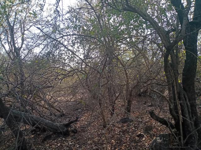 Land for sale in Ehlanzeni, Mpumalanga