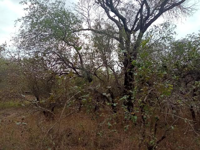 Land for sale in Ehlanzeni, Mpumalanga
