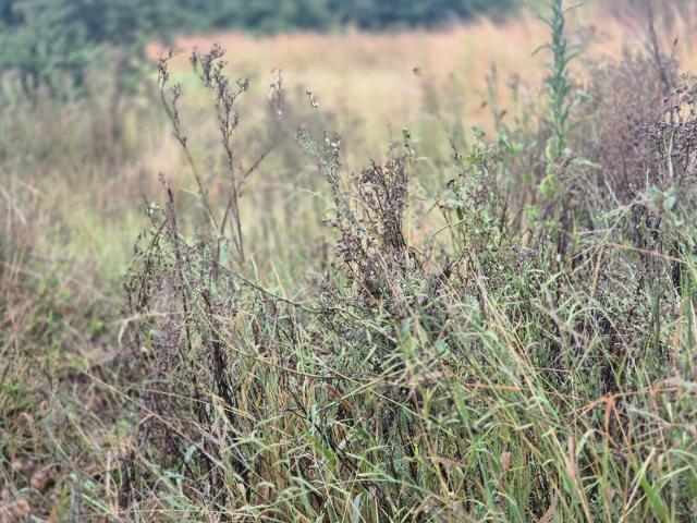 Land for sale in Tshwane Ward 77, Mnandi AH