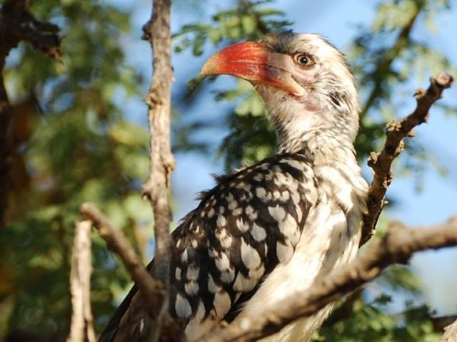 Land for sale in Nylstroom, Limpopo