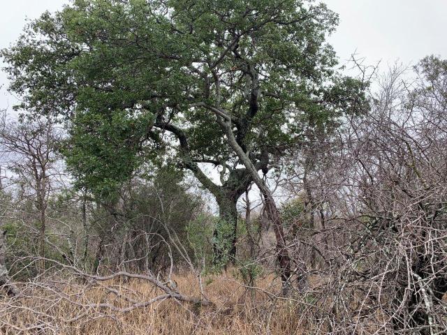 Land for sale in Mopani, Limpopo
