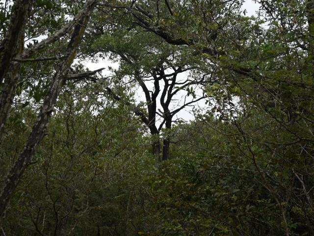 Land for sale in Mopani, Limpopo