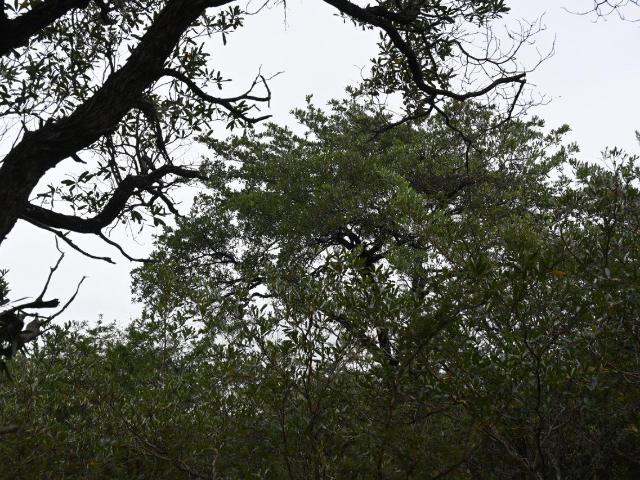 Land for sale in Mopani, Limpopo