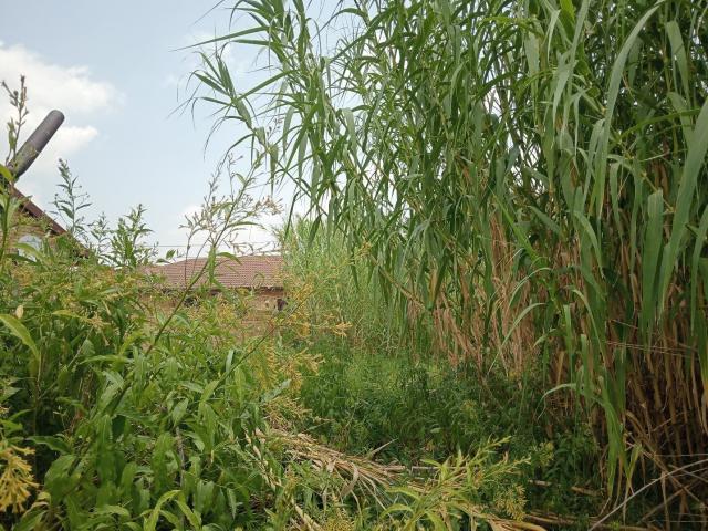 Land for sale in Koppies, Free State