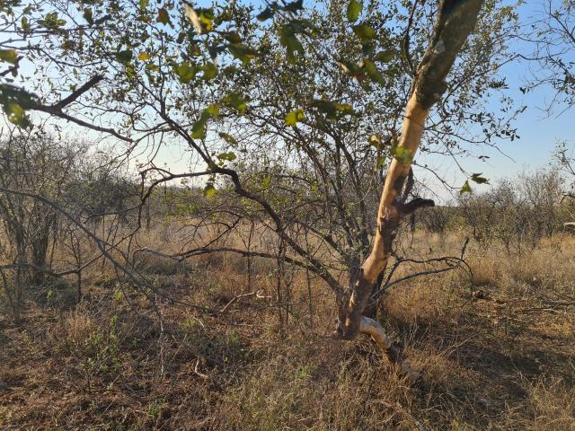 Land for sale in Mopani, Limpopo
