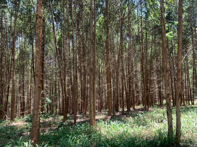 Land for sale in Mopani, Limpopo