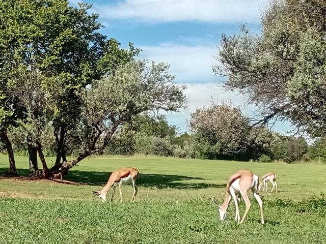 Land for sale in Koppies, Free State