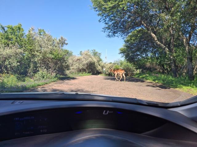 Land for sale in Koppies, Free State