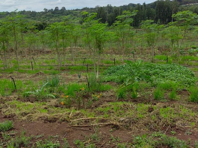 Land for sale in Ehlanzeni, Mpumalanga