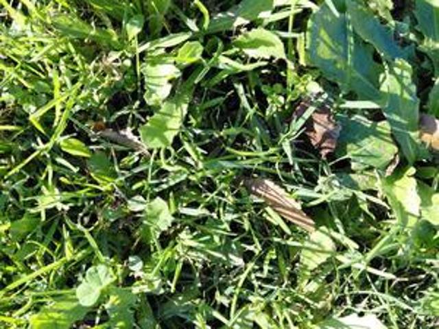 Land for sale in East London, Eastern Cape