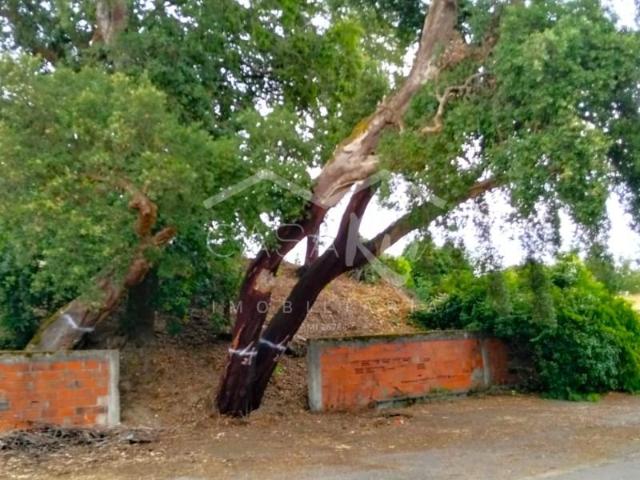 Terreno venda em Vagos