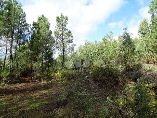 Quinta venda em Castelo Branco