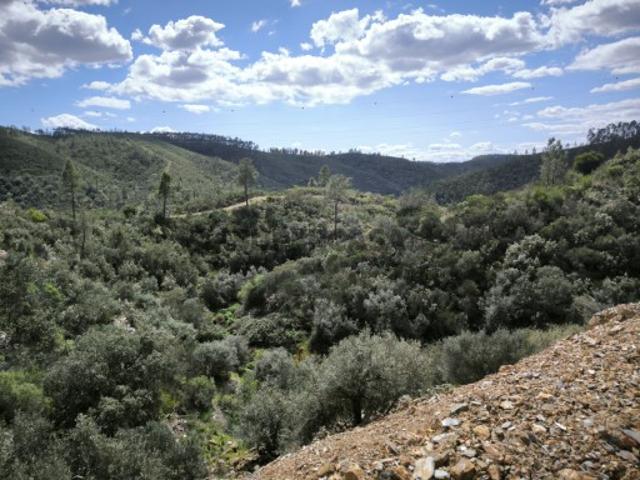 Terreno venda em Castelo Branco