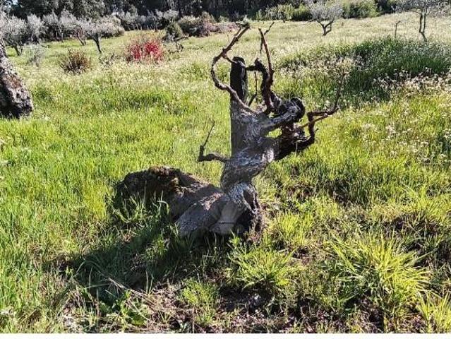 Terreno venda em Argeriz, Vila Real