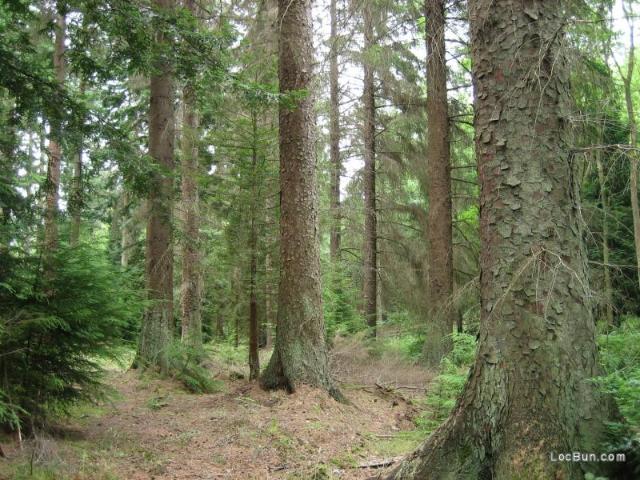 Teren vânzări în Bacău