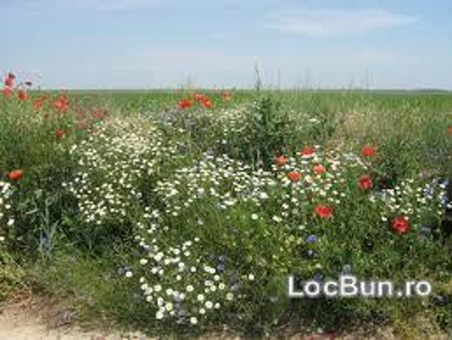 Teren vânzări în Romani