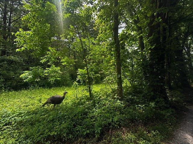 Land for sale in Tennessee