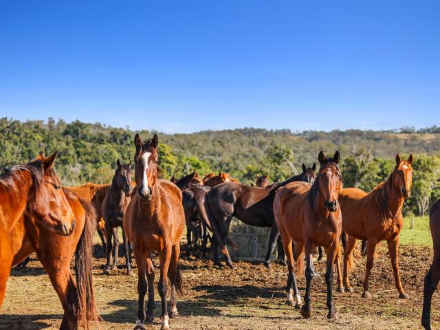 Property for sale in Fordsdale, Queensland