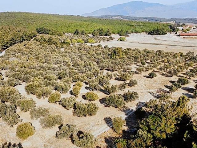 Foça, İzmir içerisinde satılık Arsa