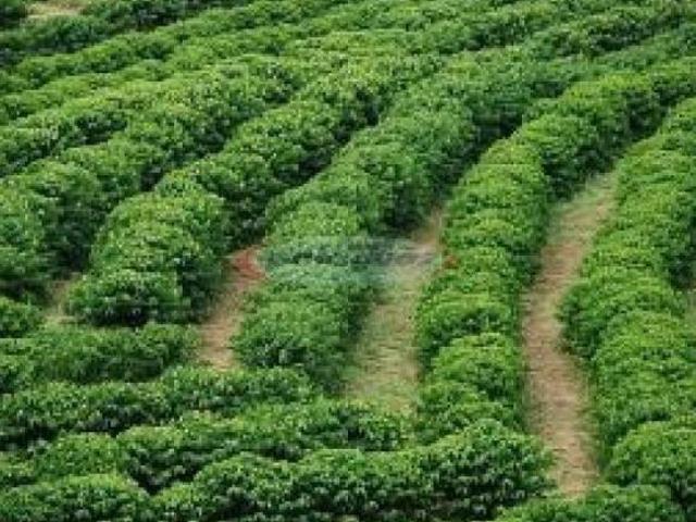 Sítio e chácara venda em Região Geográfica Imediata de Ivaiporã, Jardim Alegre