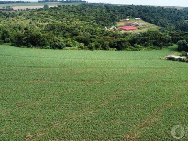 Sítio e chácara venda em Região Geográfica Imediata de Toledo, Toledo