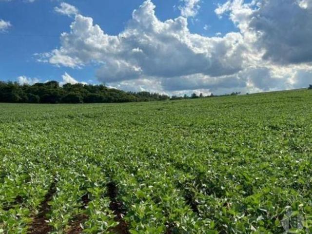 Sítio e chácara venda em Região Geográfica Imediata de Toledo, São Pedro do Iguaçu