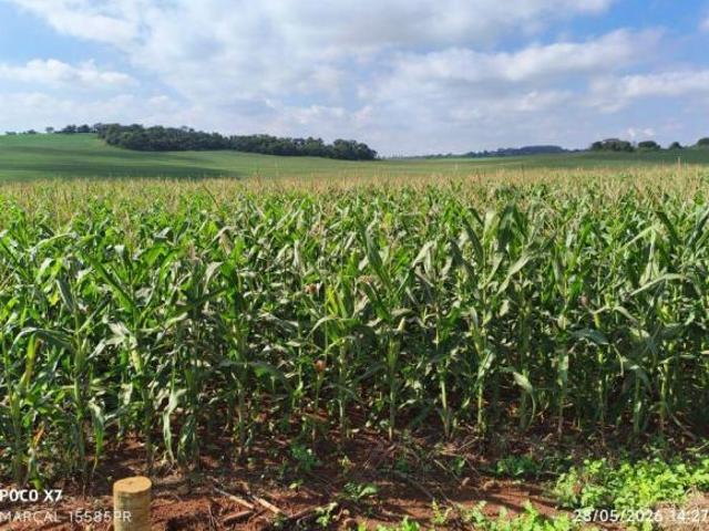 Sítio e chácara venda em Doutor Camargo, Região Geográfica Intermediária de Maringá