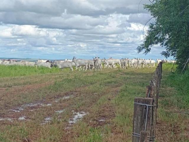 Sítio e chácara venda em Região Geográfica Imediata de Cuiabá, Região Metropolitana do Vale do Rio Cuiabá