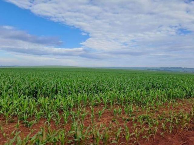 Sítio e chácara venda em Região Geográfica Imediata de Maringá, Paiçandu