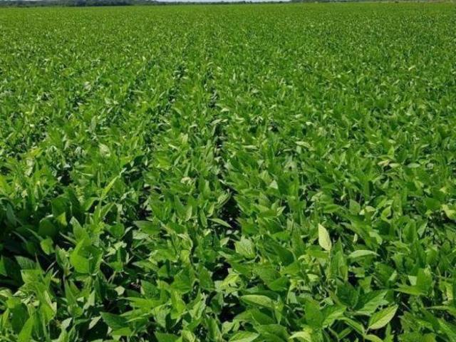 Sítio e chácara venda em Região Geográfica Imediata de Confresa - Vila Rica, Canabrava do Norte