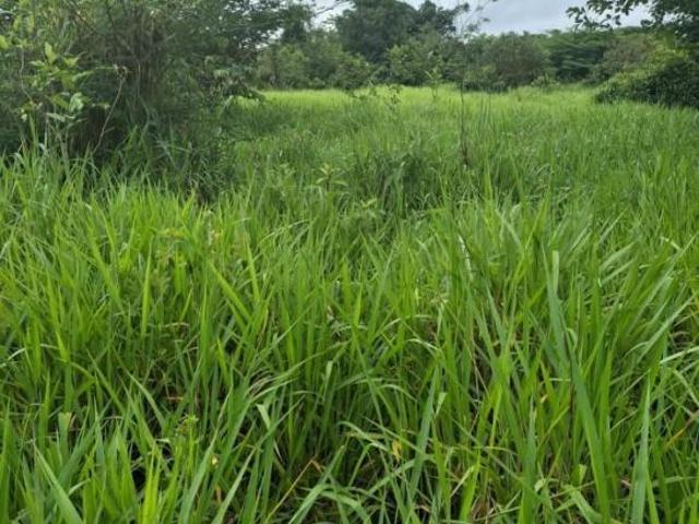 Sítio e chácara venda em Região Geográfica Imediata de Peixoto de Azevedo - Guarantã do Norte, Guarantã do Norte