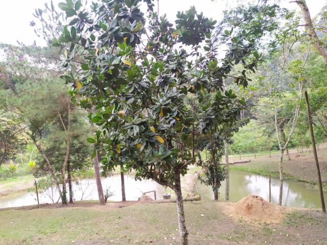 Sítio e chácara venda em Pinheiral, Rio de Janeiro