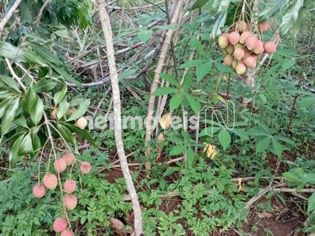 Sítio e chácara venda em Região Geográfica Imediata de Oliveira, Região Metropolitana de Belo Horizonte