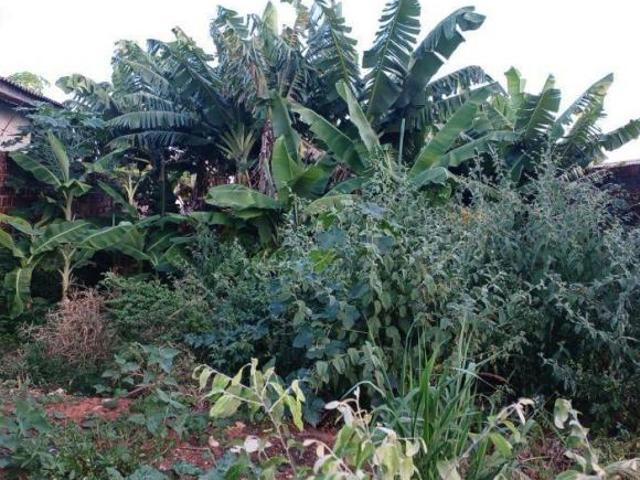 Terreno venda em Região Geográfica Imediata de Paranavaí, Paranavaí